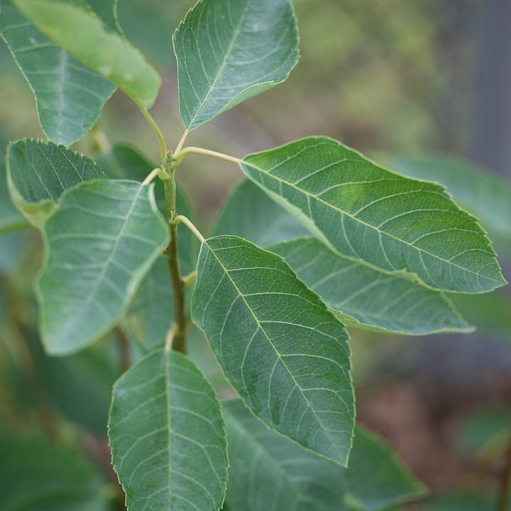 Autumn Brilliance Serviceberry (Amelanchier x grandiflora 'Autumn ...